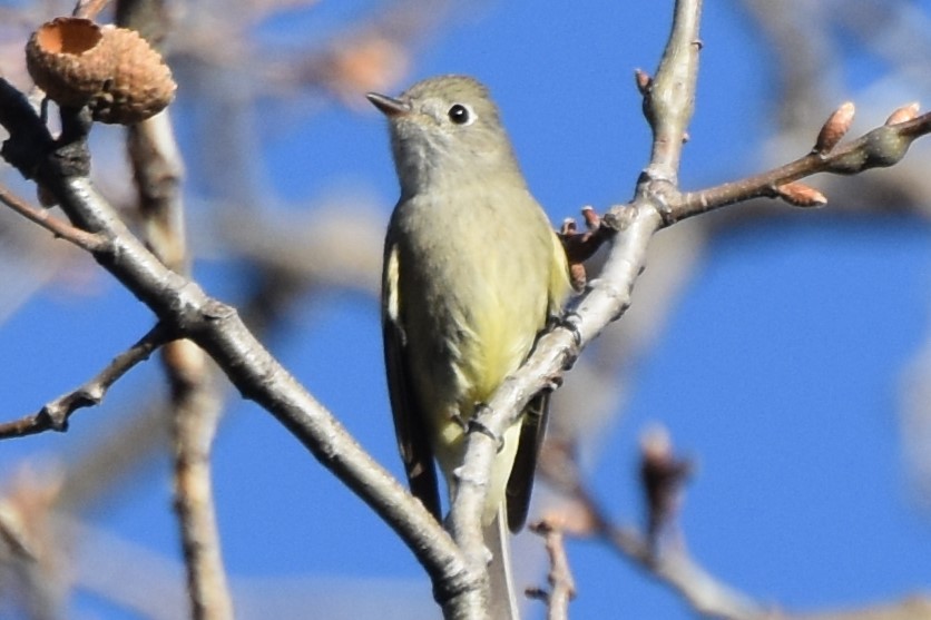 Hammond's Flycatcher - ML617212602