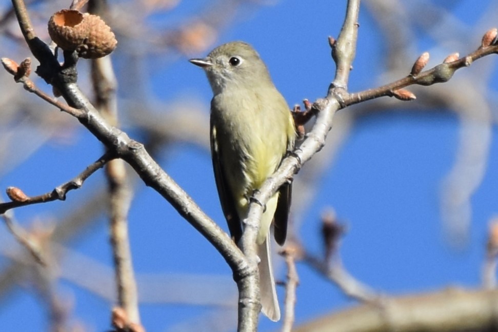 Hammond's Flycatcher - ML617212603