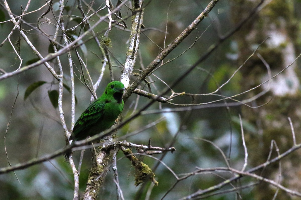 Whitehead's Broadbill - ML617212611