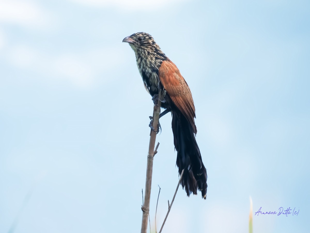 Lesser Coucal - ML617212671