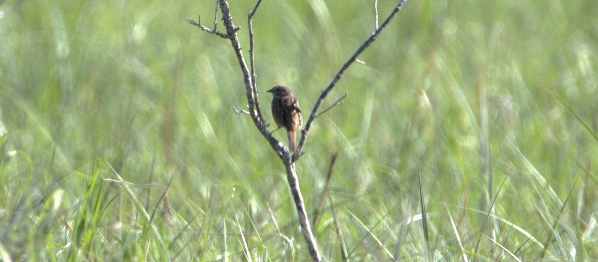 Song Sparrow - Diane Eubanks