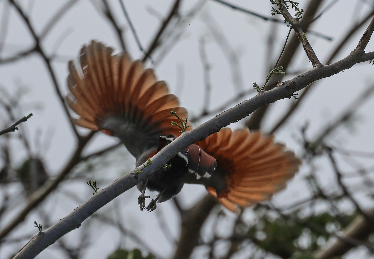 Squirrel Cuckoo - ML617212711