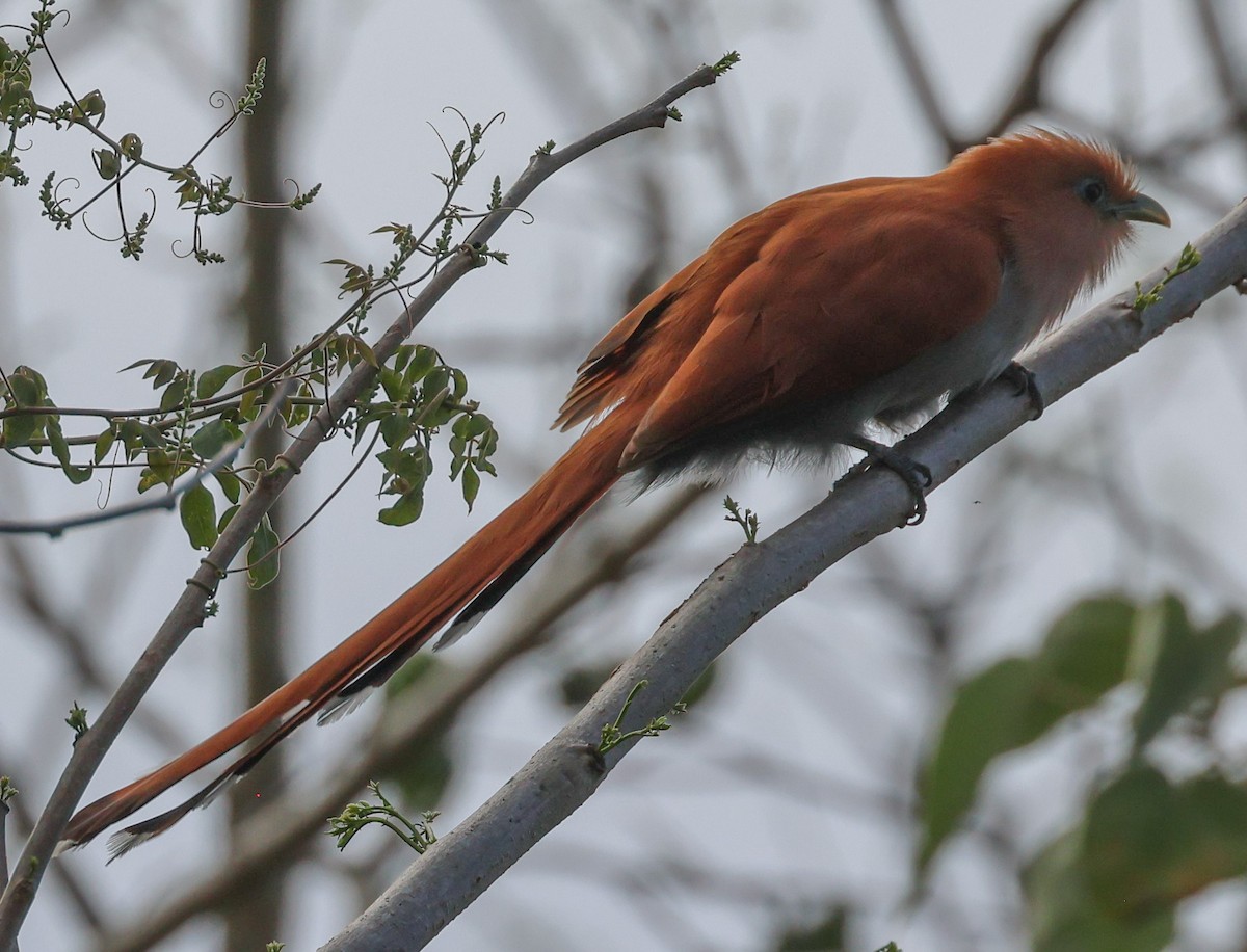 Squirrel Cuckoo - ML617212716