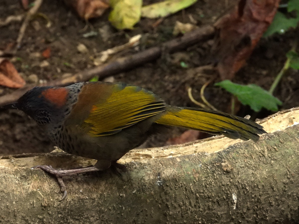 Chestnut-crowned Laughingthrush - ML617212721
