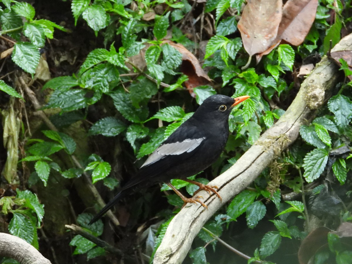 Gray-winged Blackbird - ML617212766