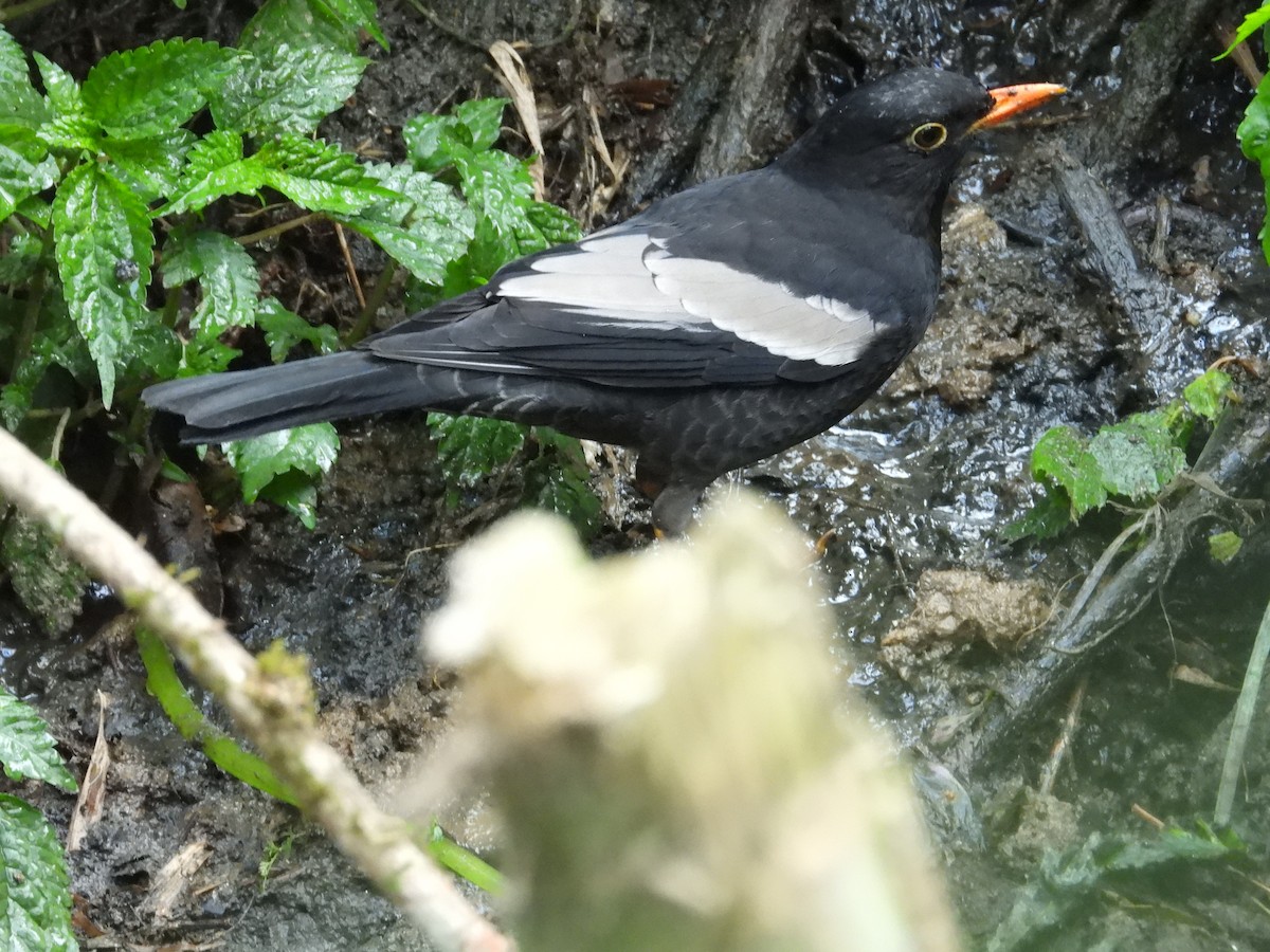 Gray-winged Blackbird - ML617212767