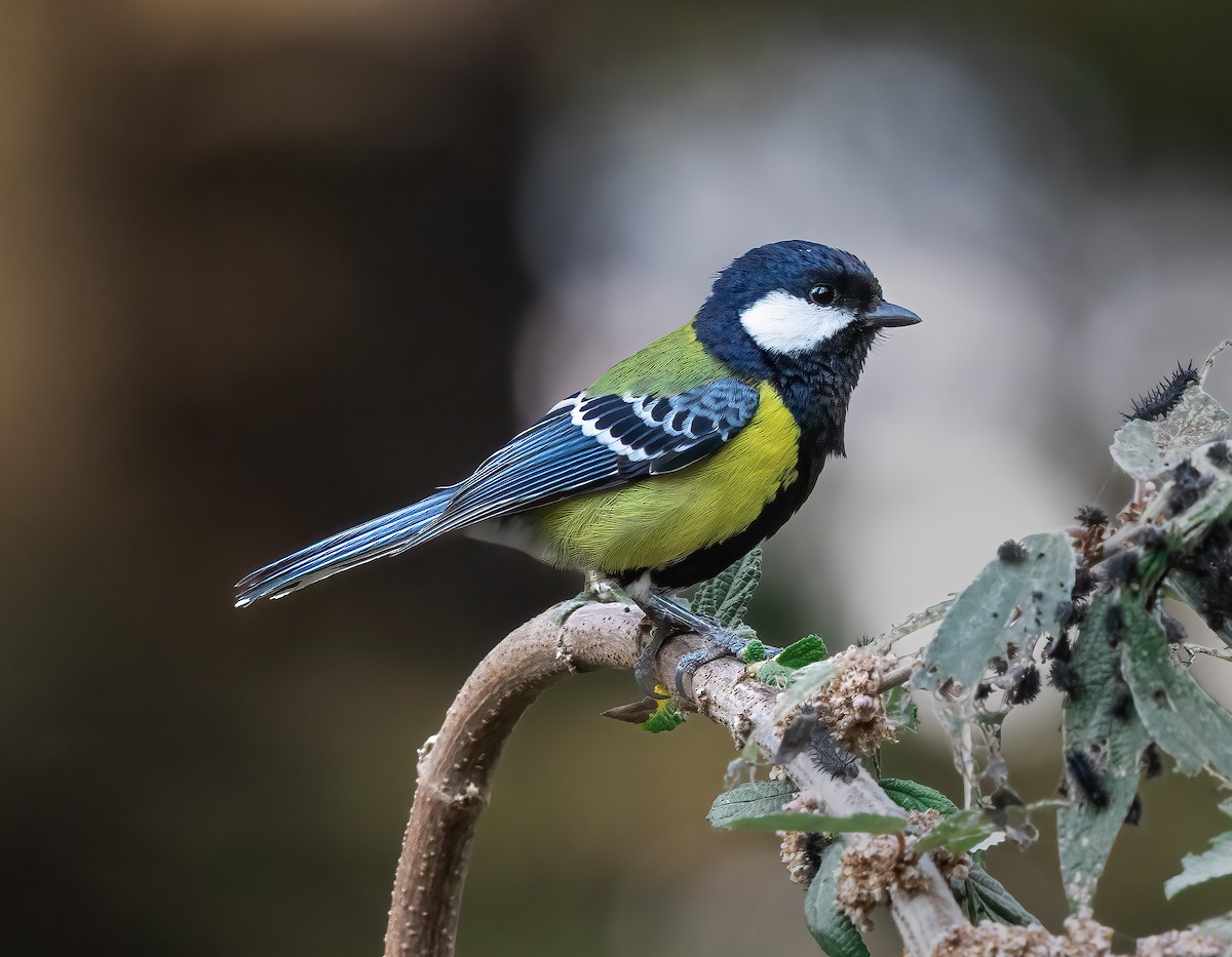 Green-backed Tit - Ravi Vasudevan