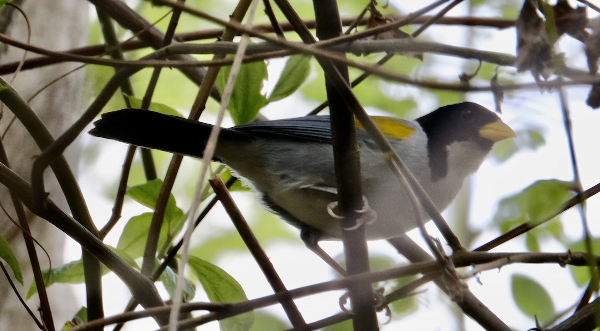 Golden-winged Sparrow - ML617212796