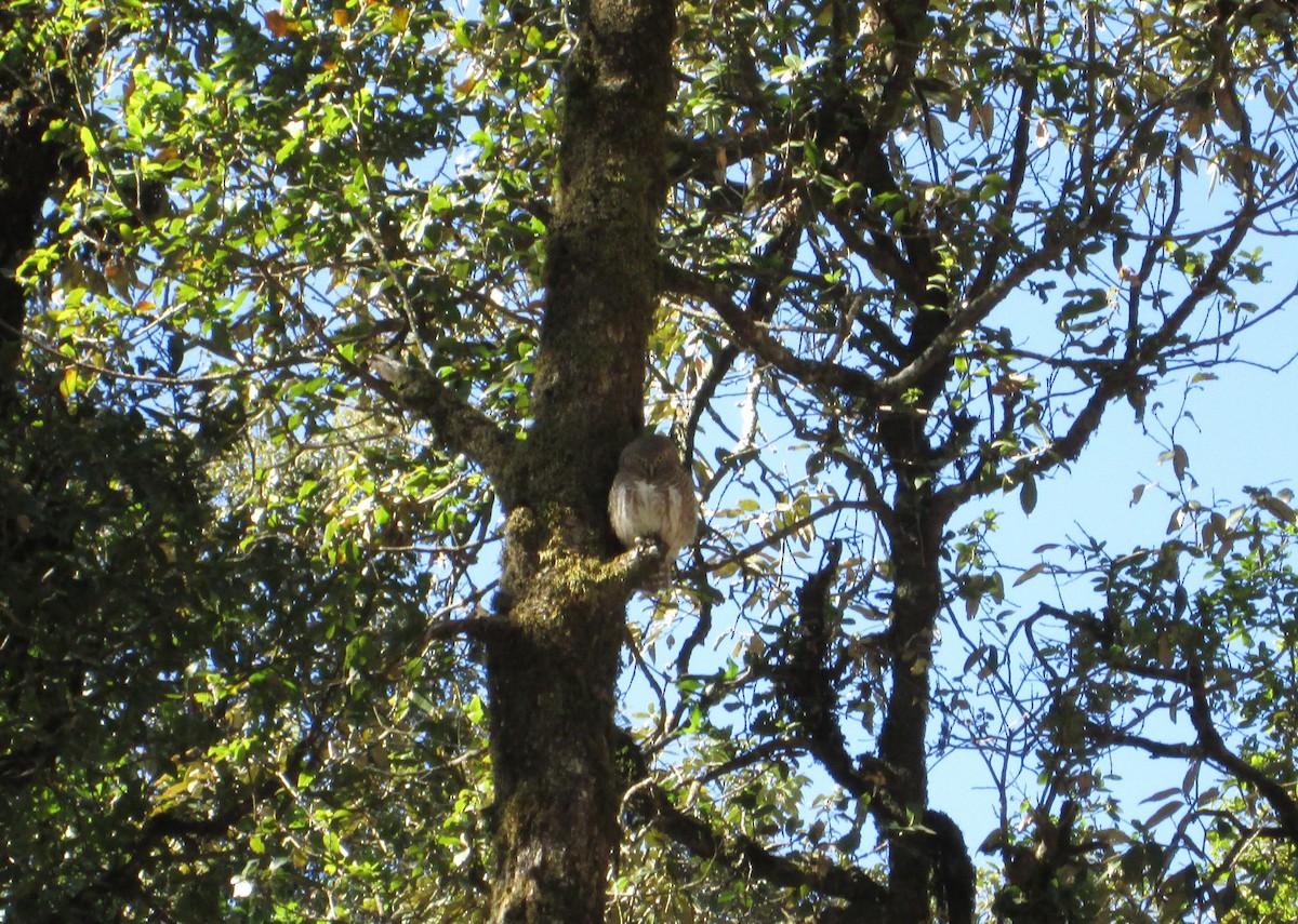 Asian Barred Owlet - ML617212797