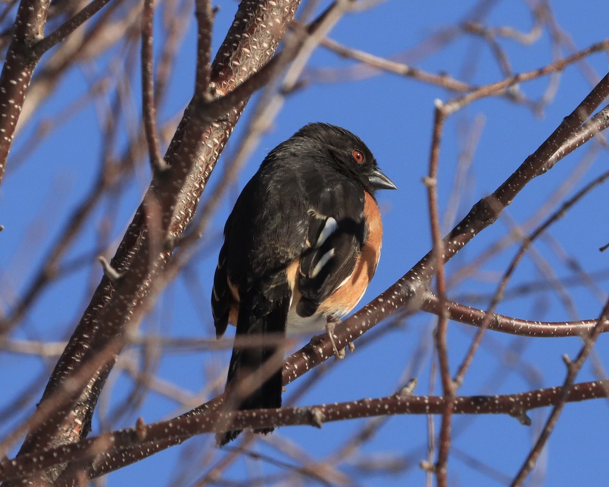 Eastern Towhee - Marc Létourneau