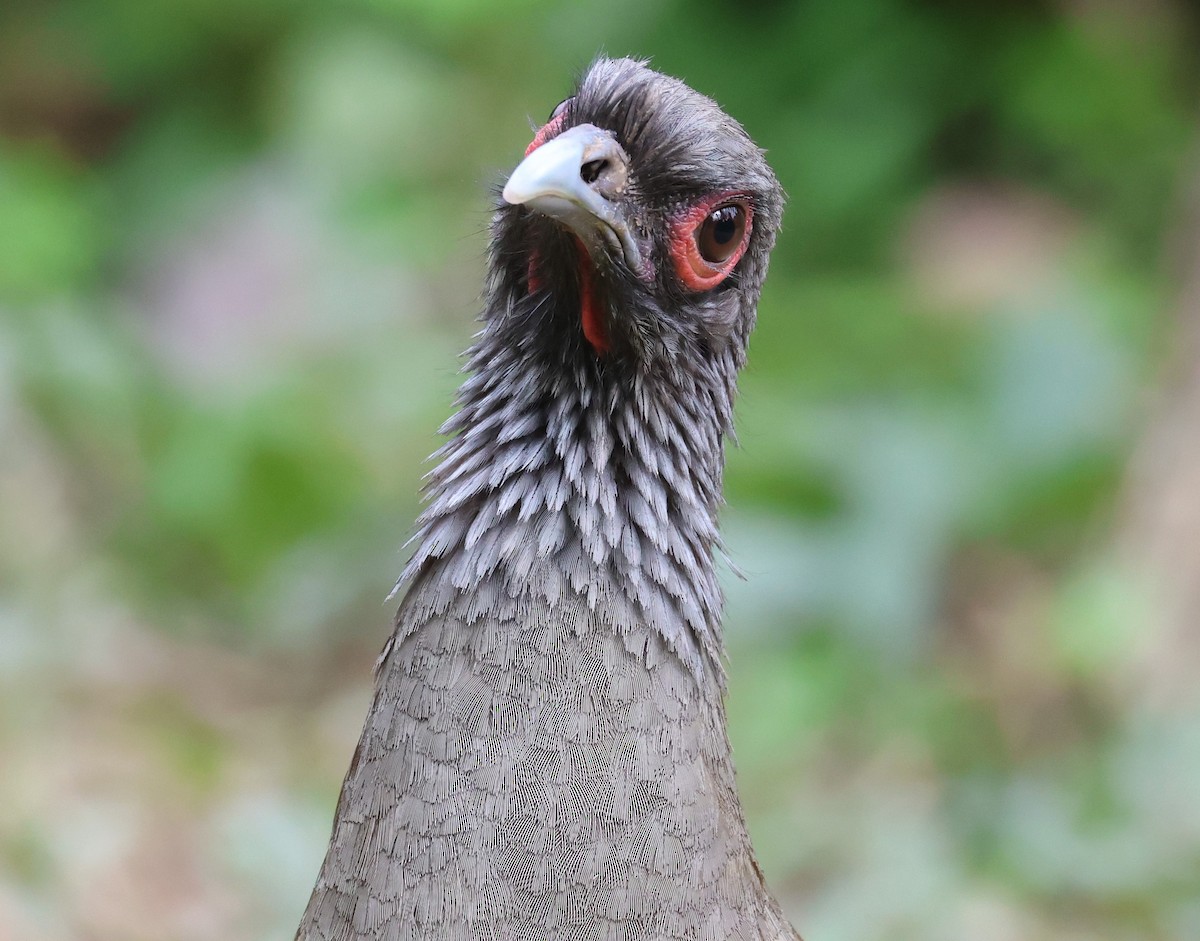 West Mexican Chachalaca - ML617212809