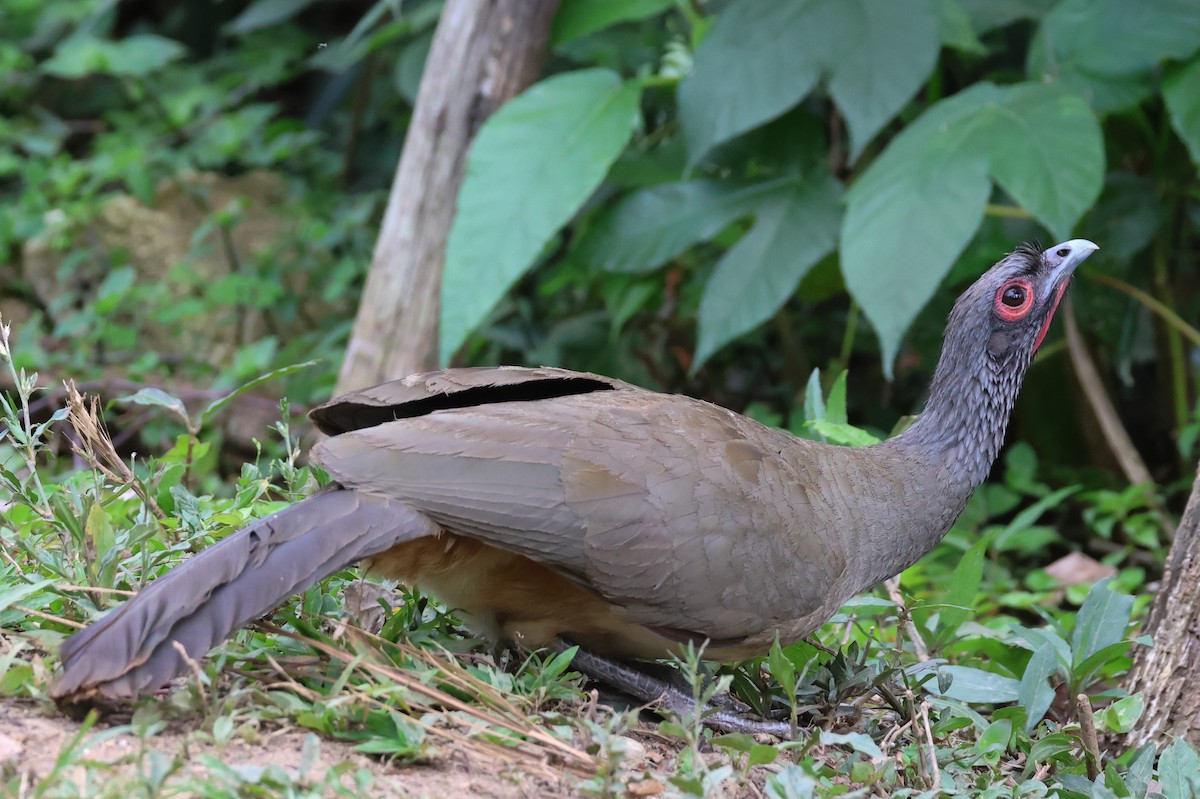 West Mexican Chachalaca - ML617212811