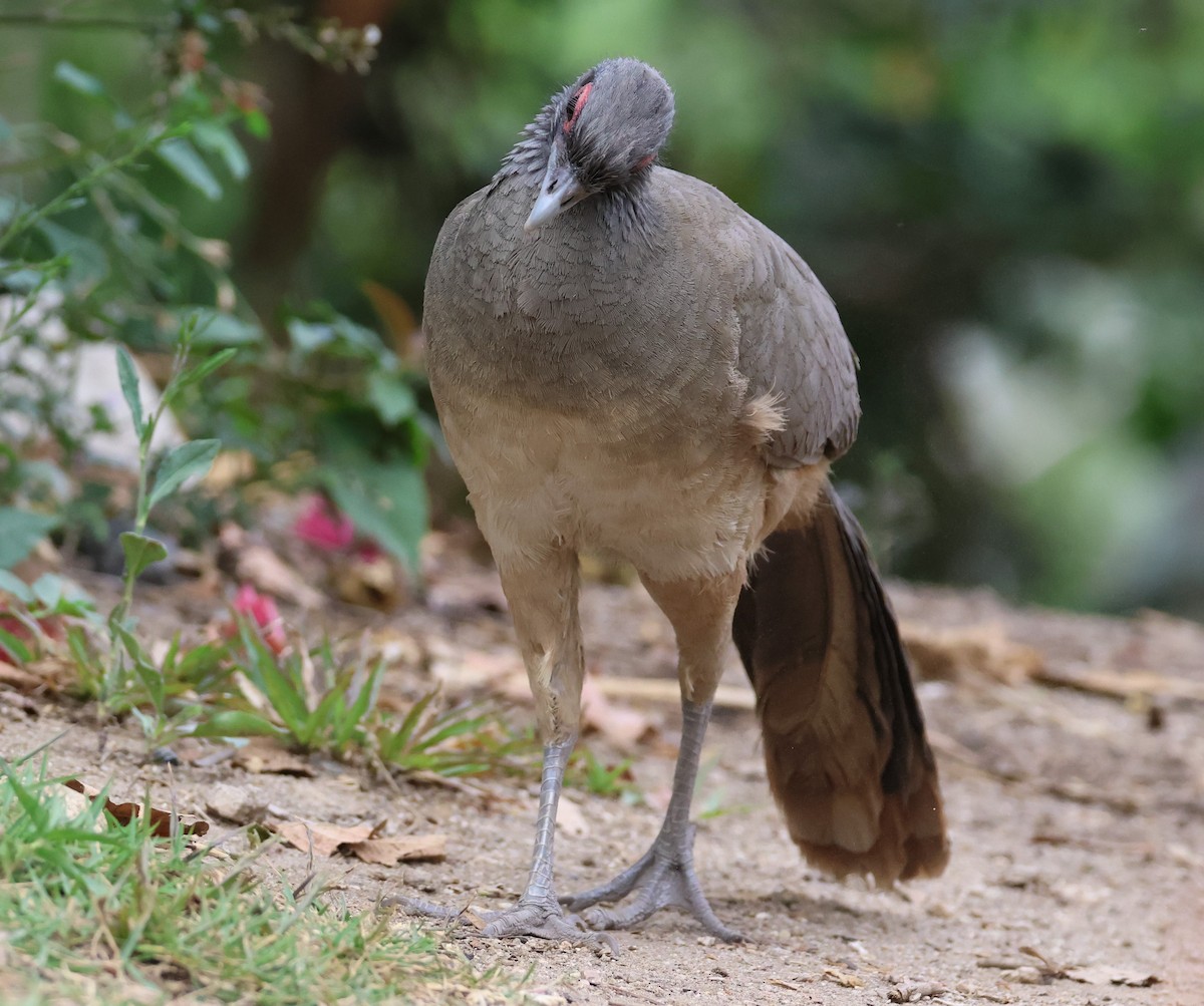 West Mexican Chachalaca - ML617212812