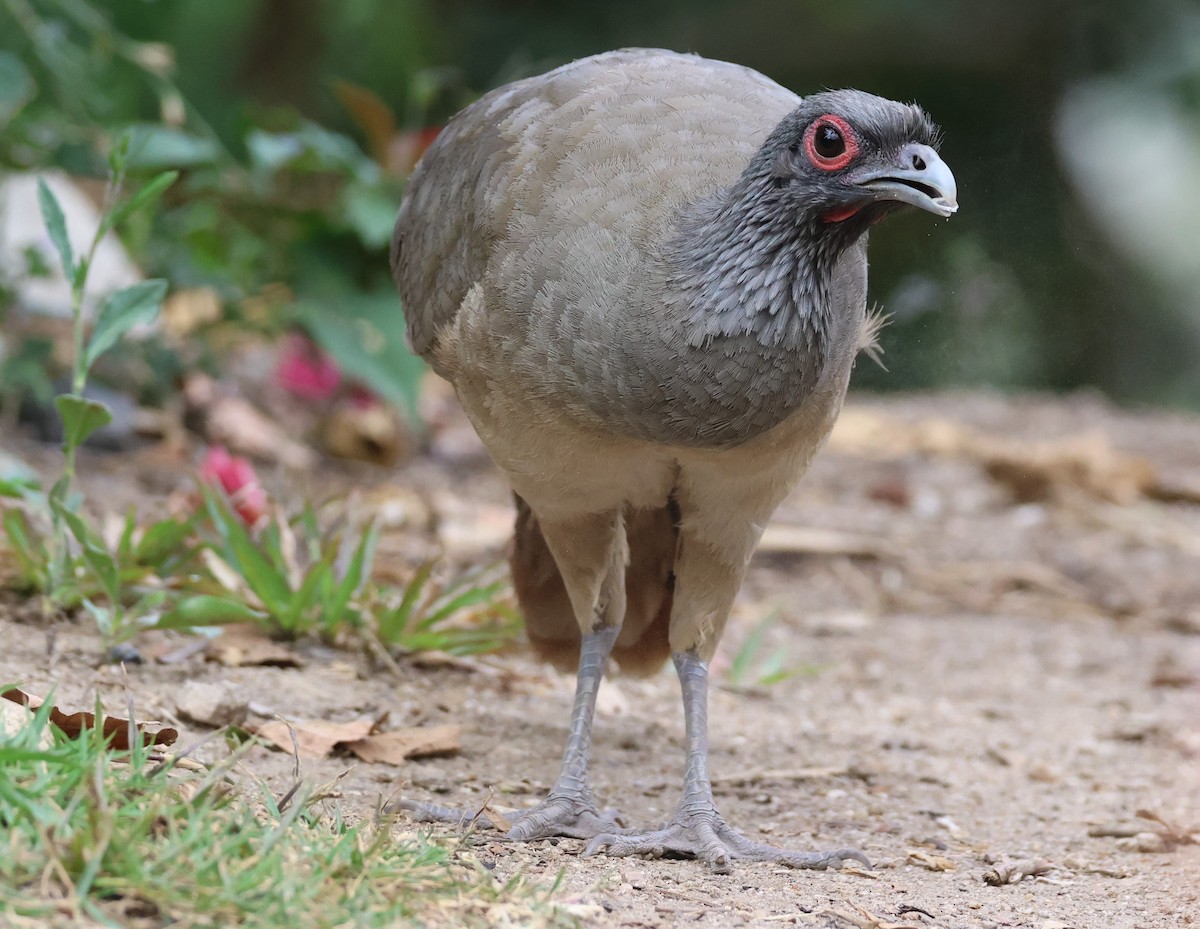 West Mexican Chachalaca - ML617212813