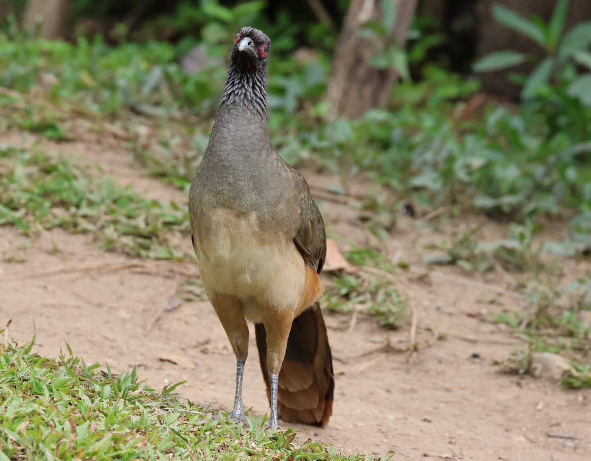 West Mexican Chachalaca - ML617212814