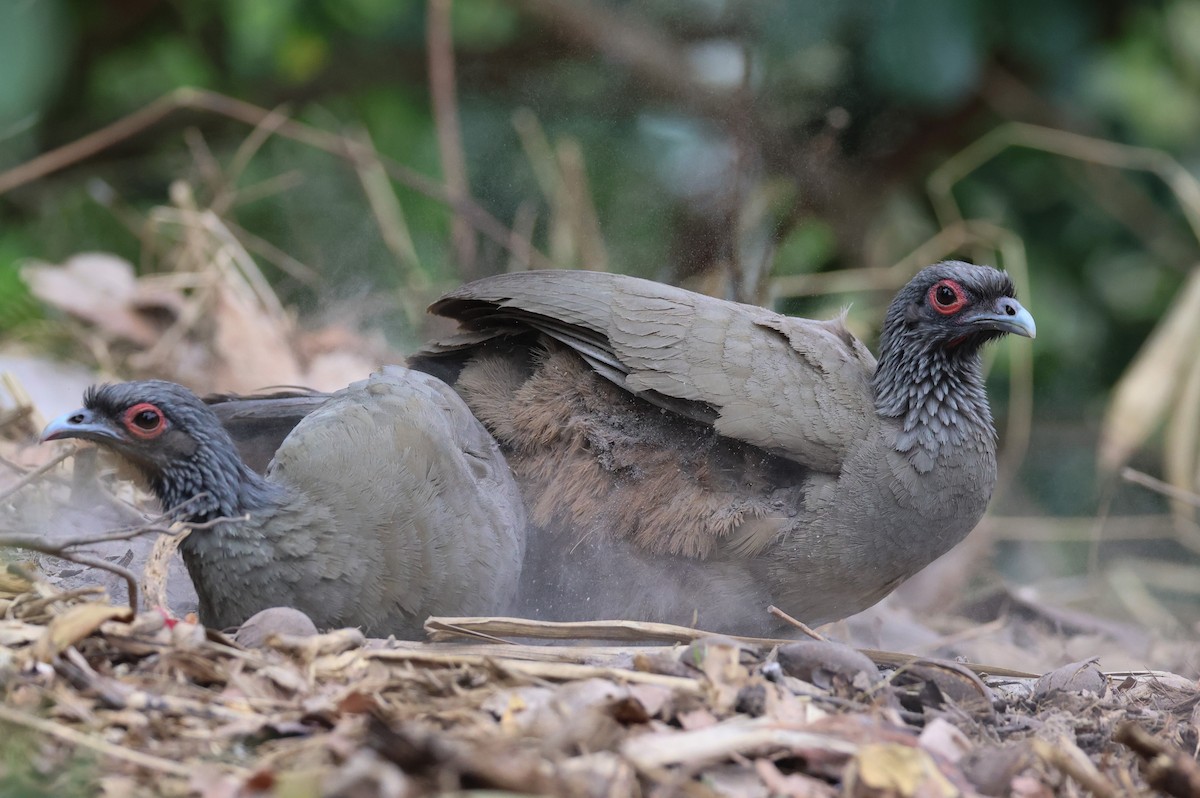 West Mexican Chachalaca - ML617212818
