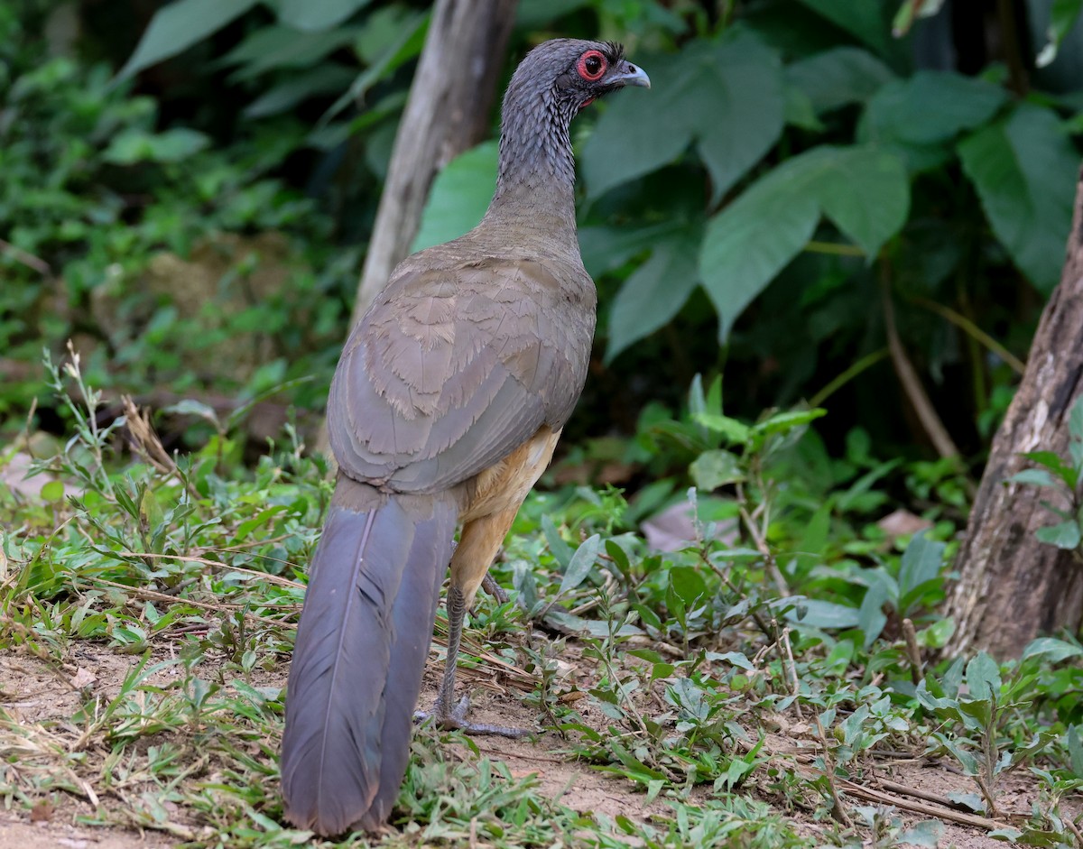 West Mexican Chachalaca - ML617212820