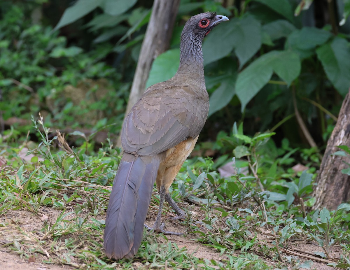 West Mexican Chachalaca - ML617212821