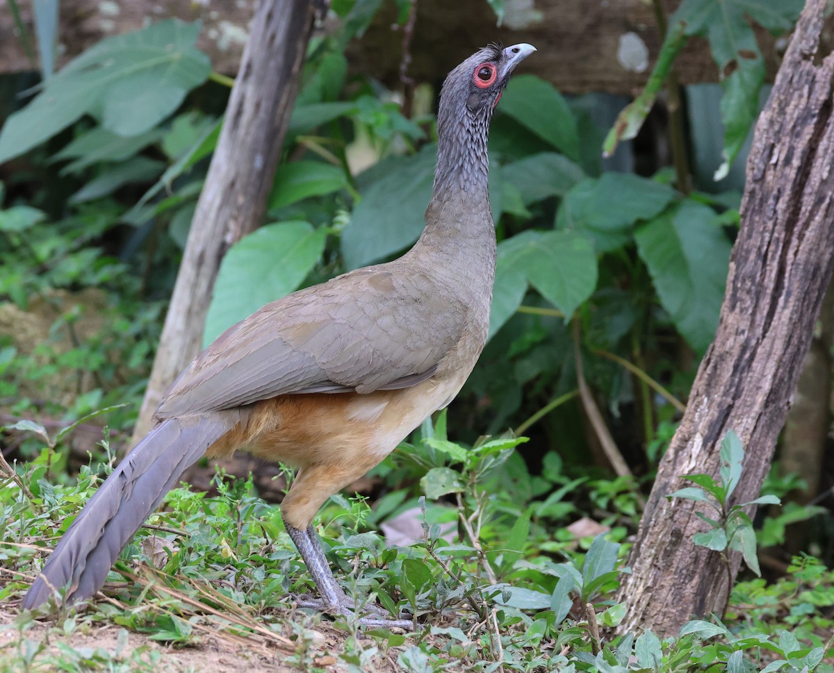 West Mexican Chachalaca - ML617212822