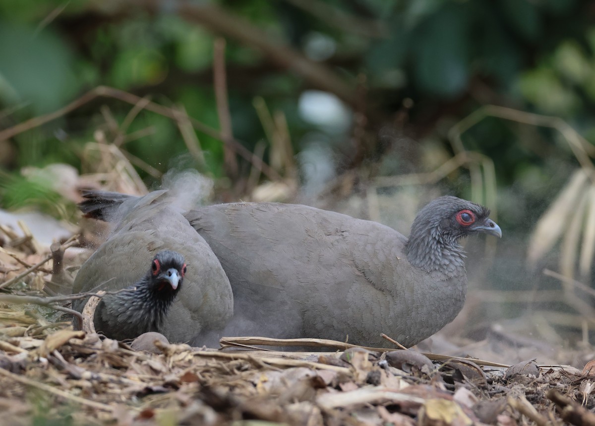 West Mexican Chachalaca - ML617212823