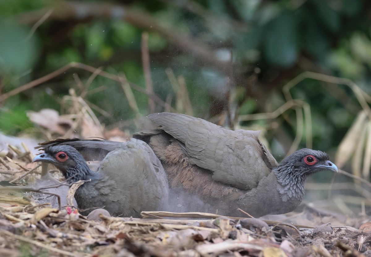 West Mexican Chachalaca - ML617212825