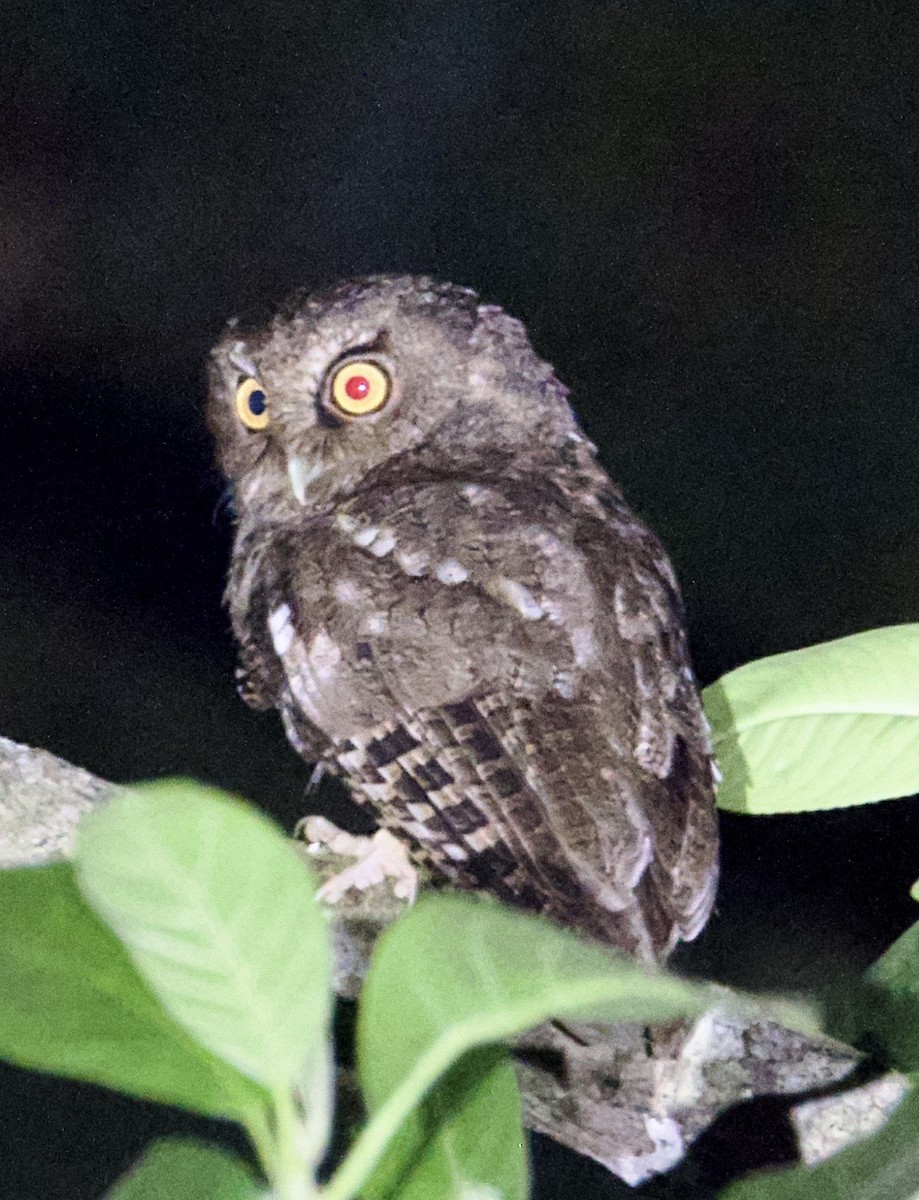 výreček santamartský - ML617212833