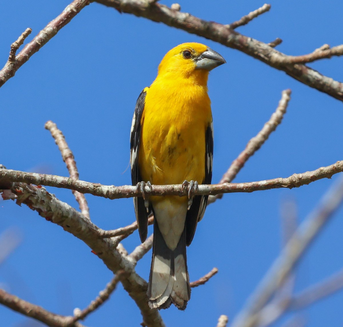 Yellow Grosbeak - Pam Rasmussen