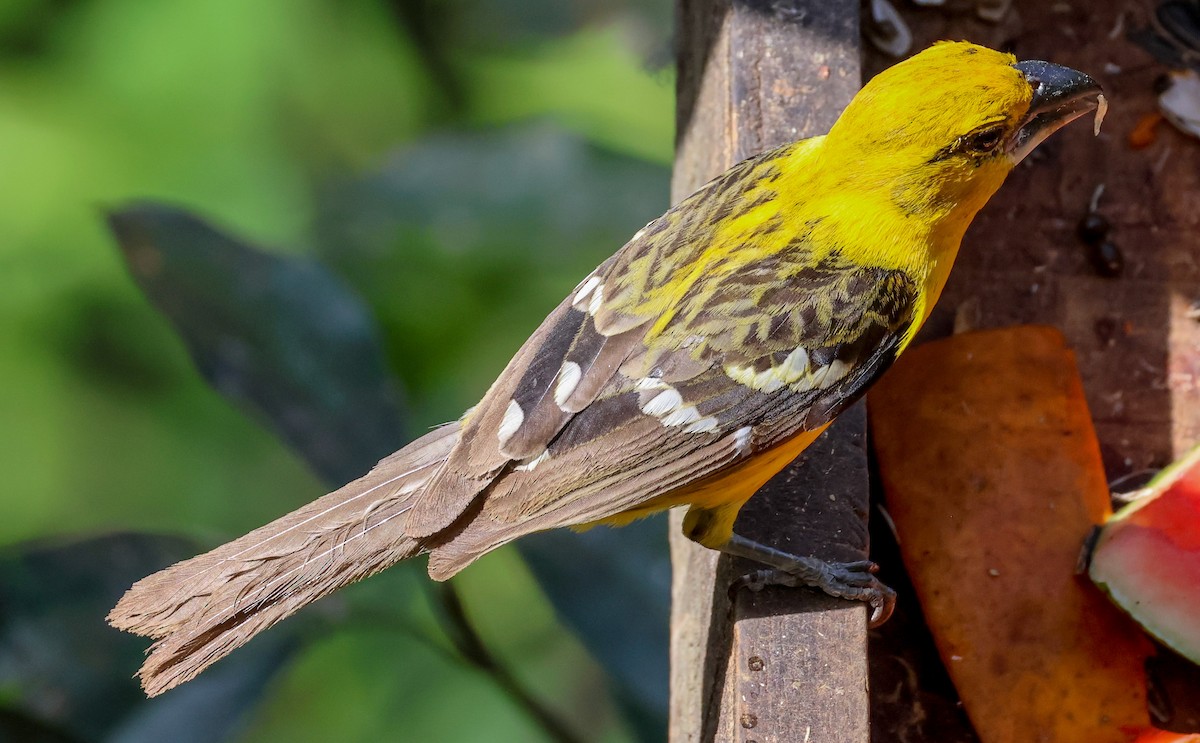 Yellow Grosbeak - Pam Rasmussen