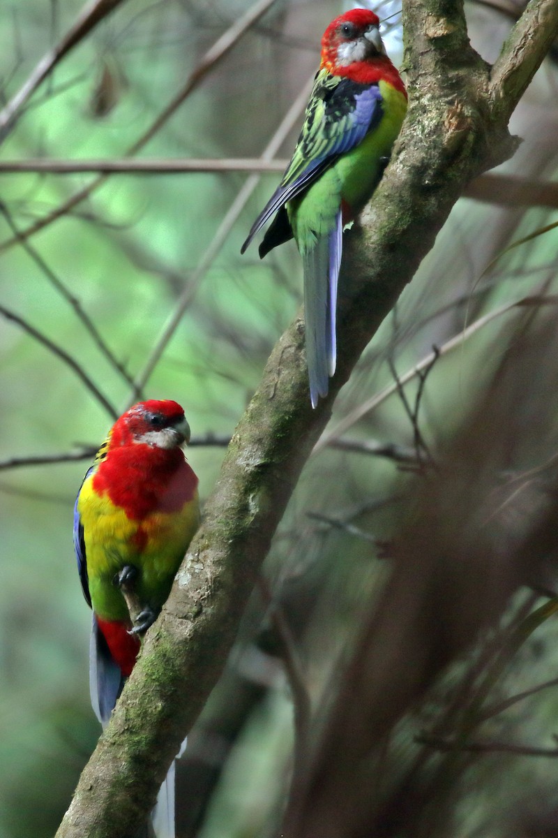 Eastern Rosella - ML617212887