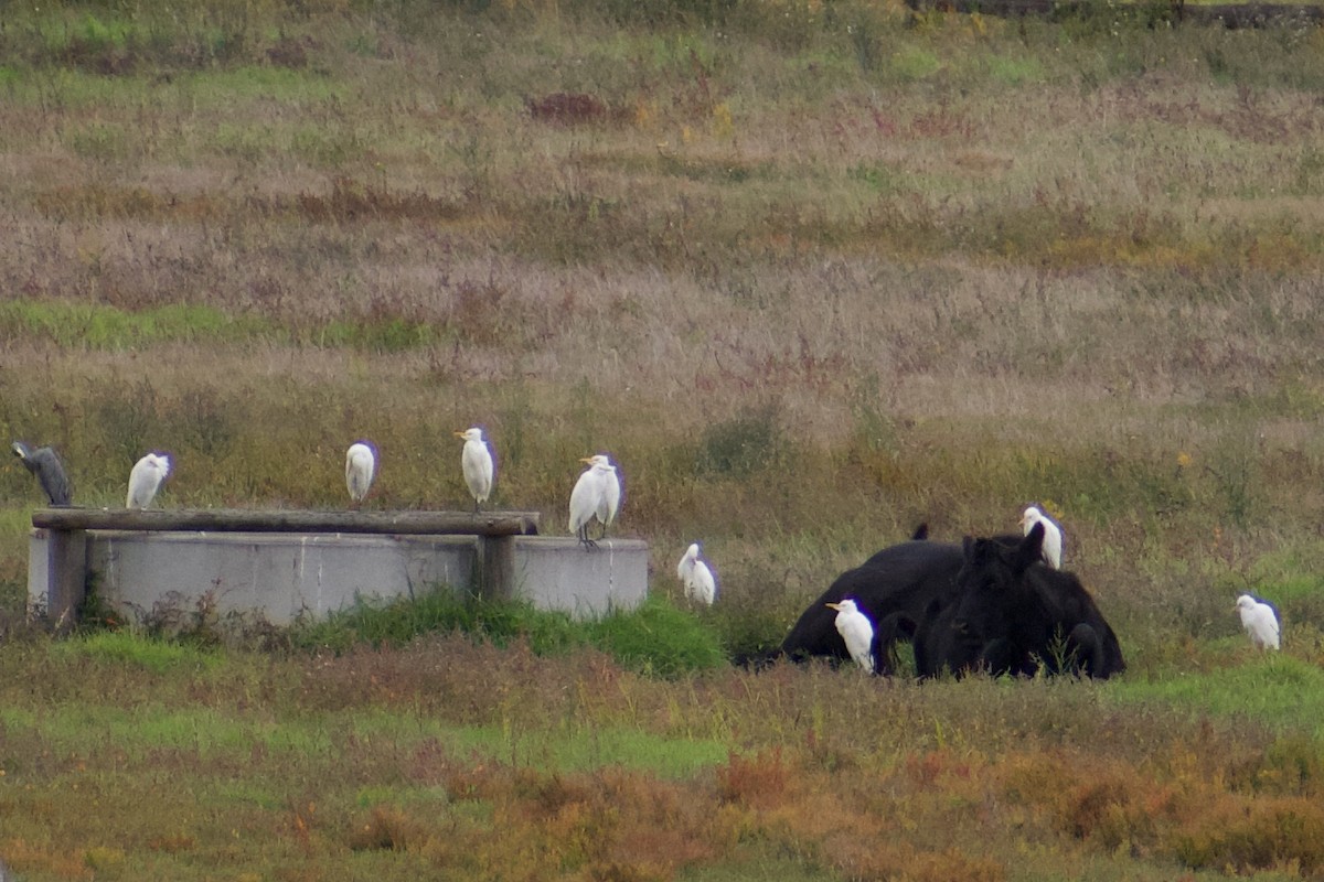 Eastern Cattle Egret - Lance Rathbone