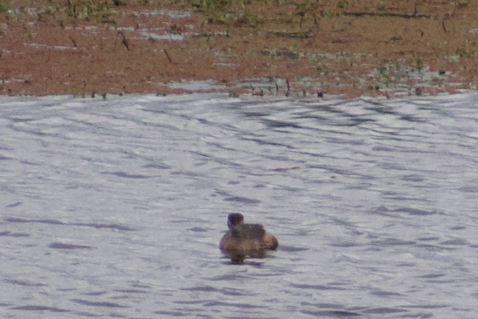 Australasian Grebe - Lance Rathbone