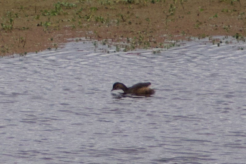 Australasian Grebe - ML617212972