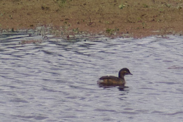 Australasian Grebe - Lance Rathbone