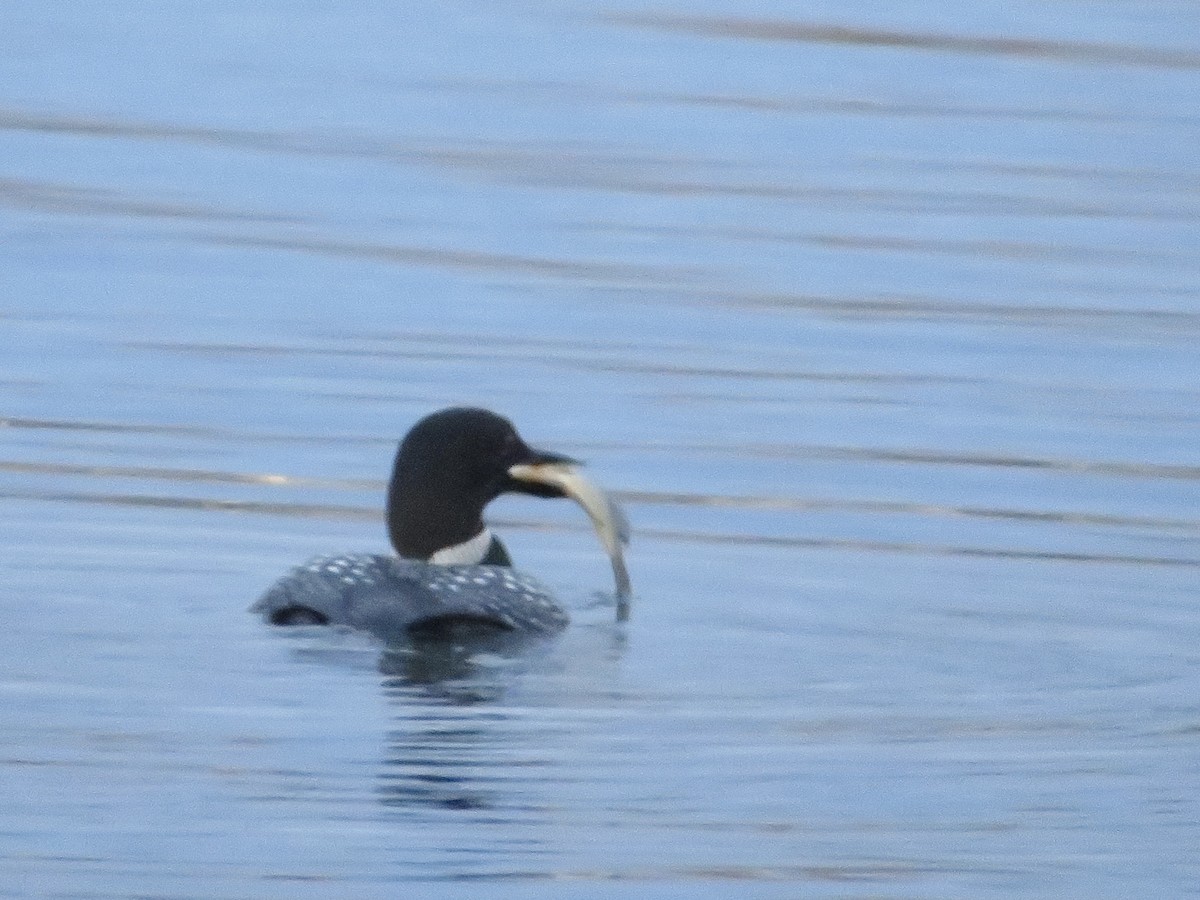 Common Loon - ML617213005