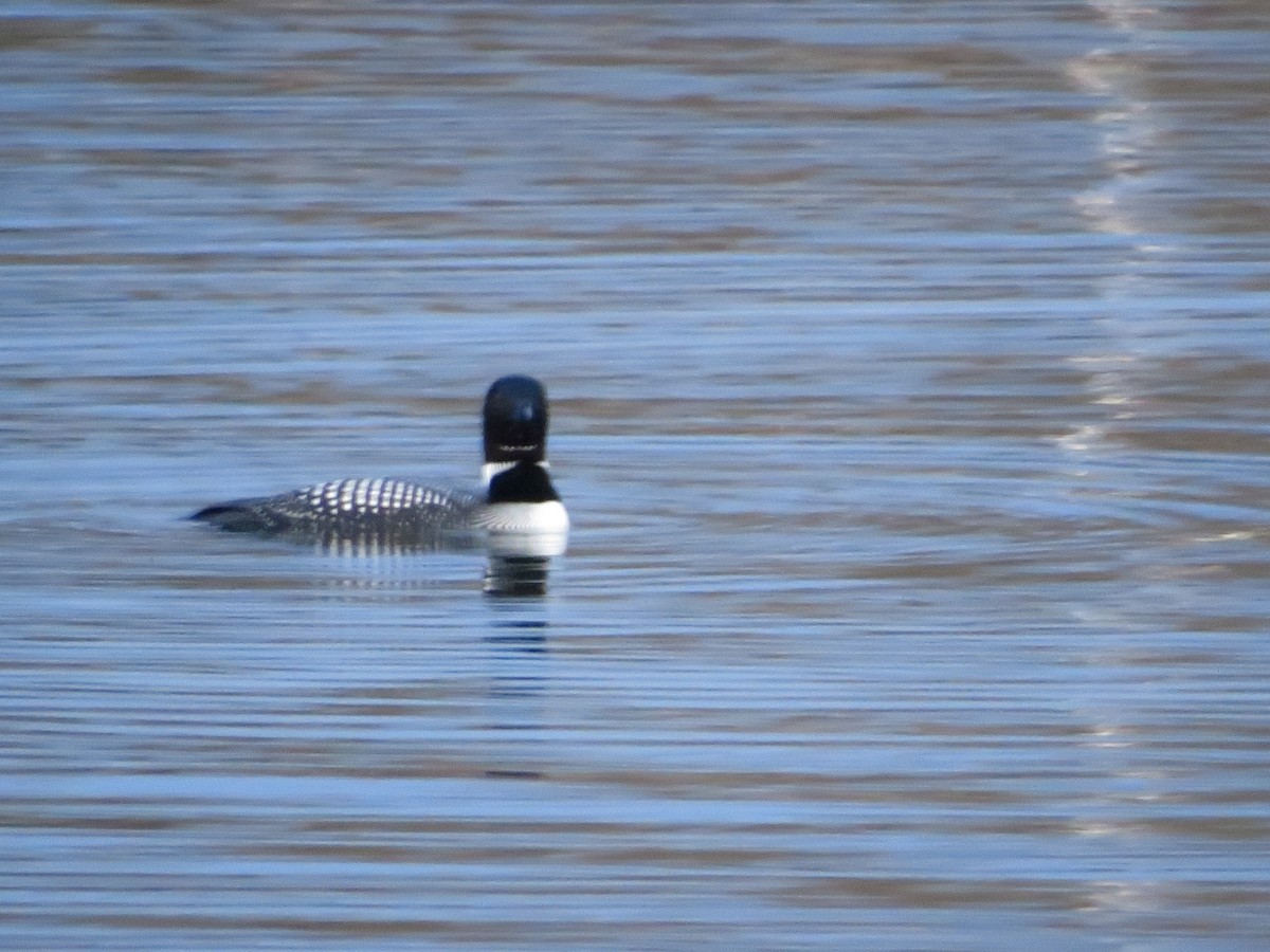 Common Loon - ML617213007