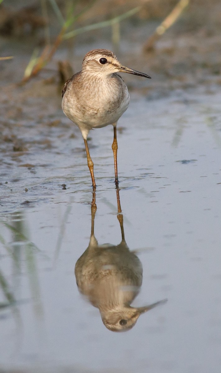 Wood Sandpiper - ML617213026