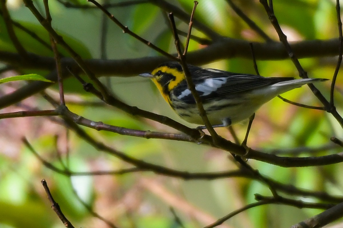 Blackburnian Warbler - Patty Sucre