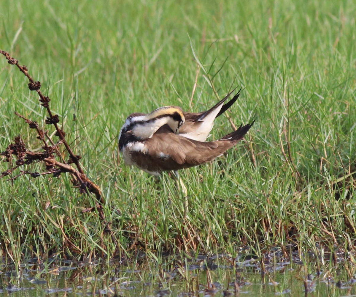 Jacana à longue queue - ML617213097