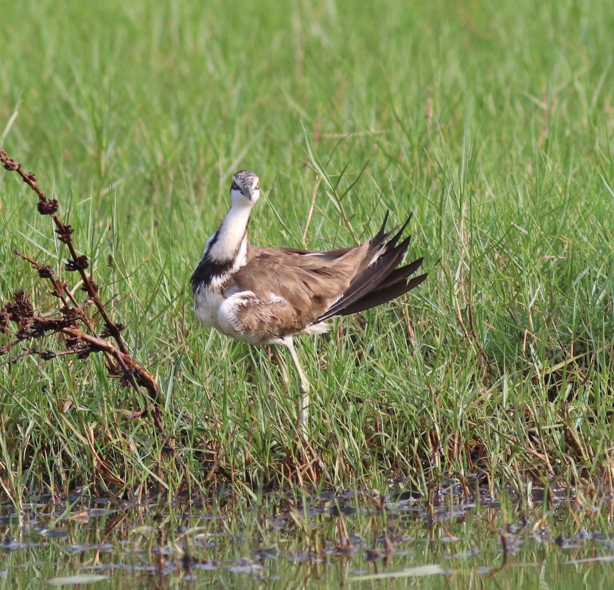 Pheasant-tailed Jacana - ML617213099