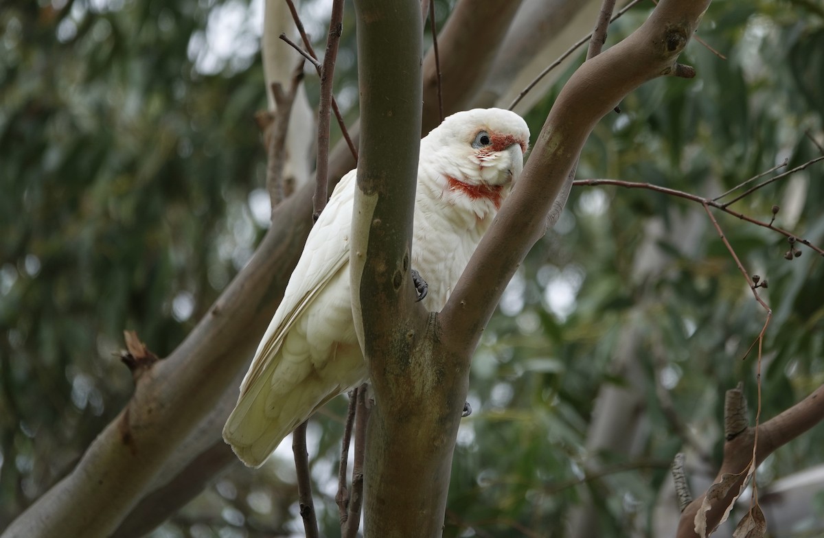 Long-billed Corella - ML617213101