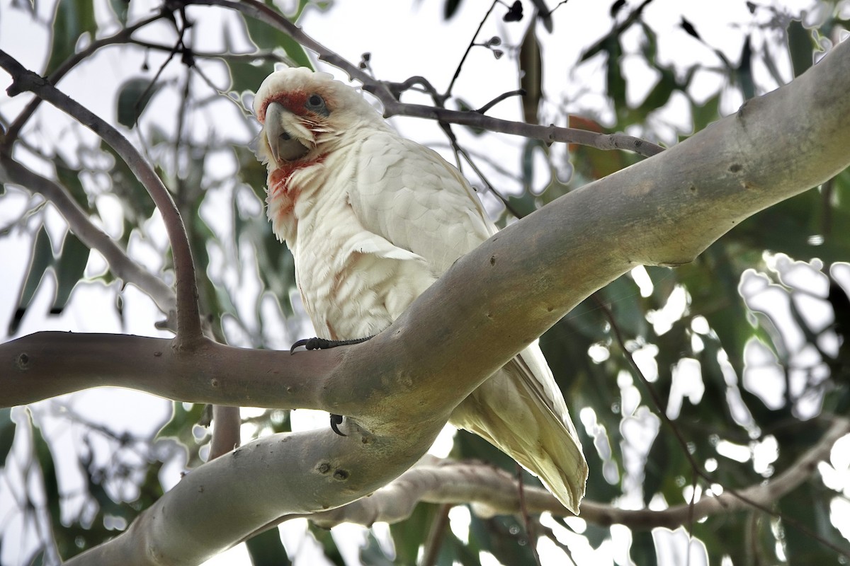 Long-billed Corella - ML617213102