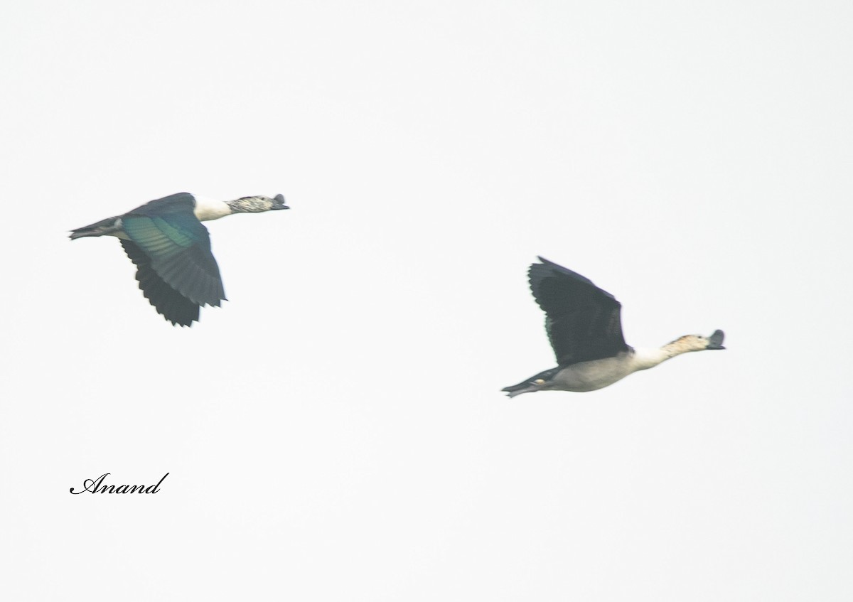 Knob-billed Duck - ML617213104