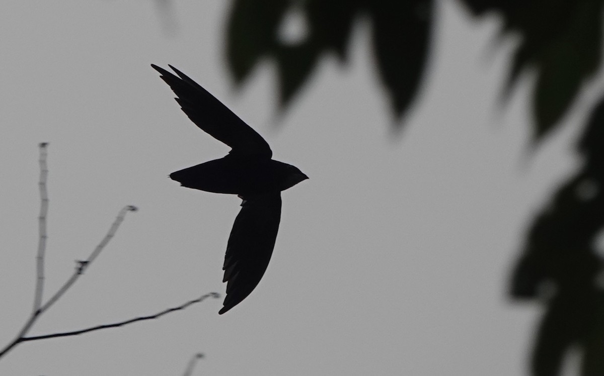 Philippine Spinetail - Martin Kennewell