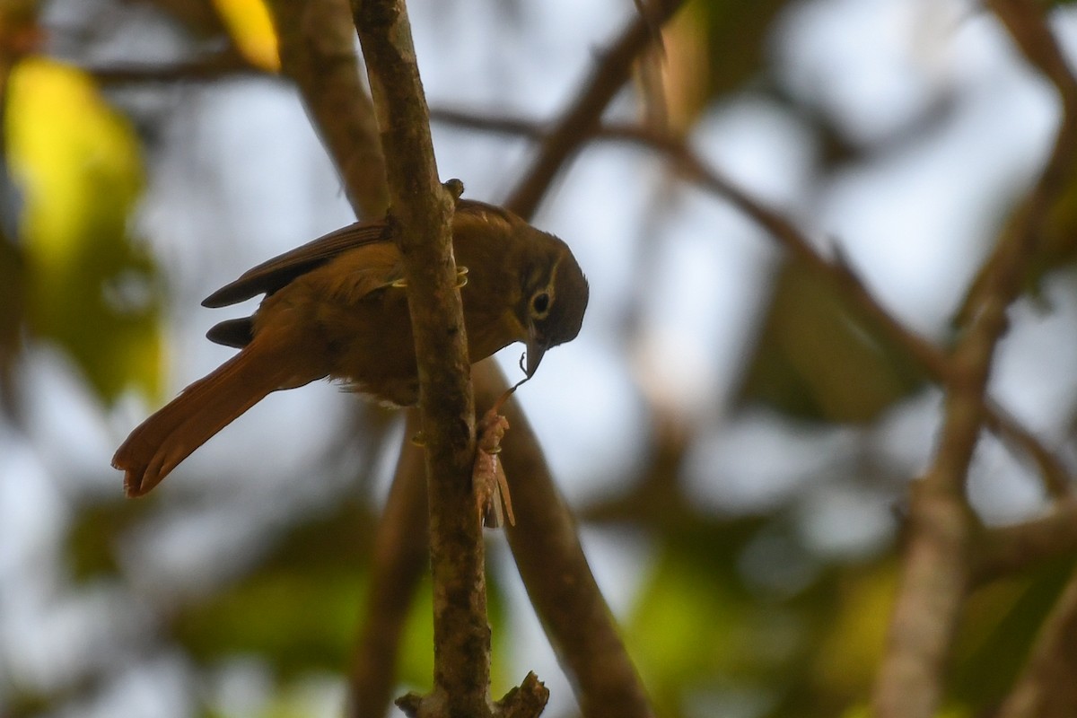 Montane Foliage-gleaner - ML617213136