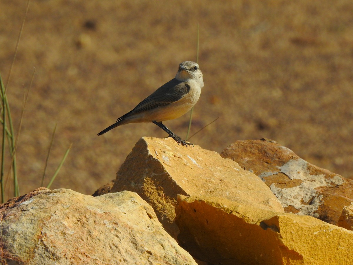 Persian Wheatear - Francis D'Souza