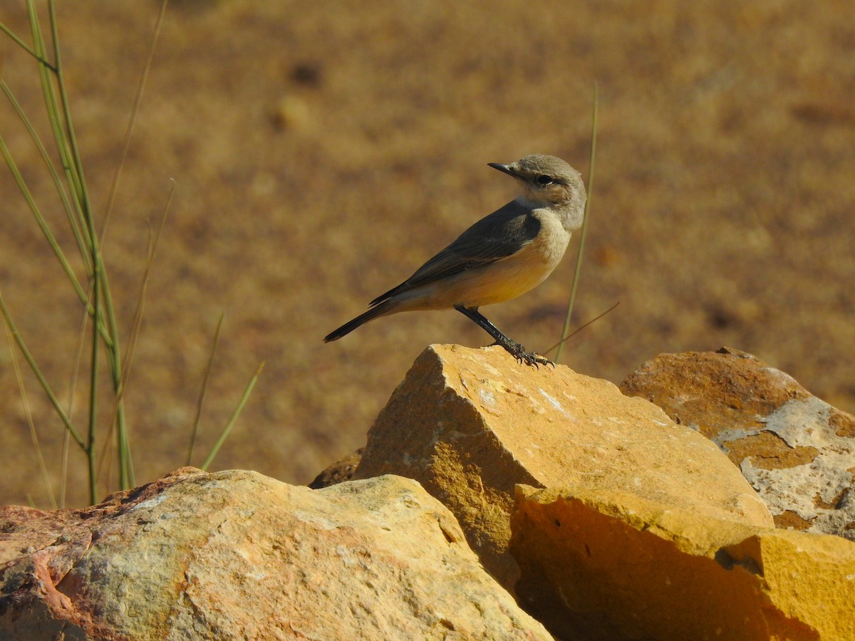 Persian Wheatear - ML617213170