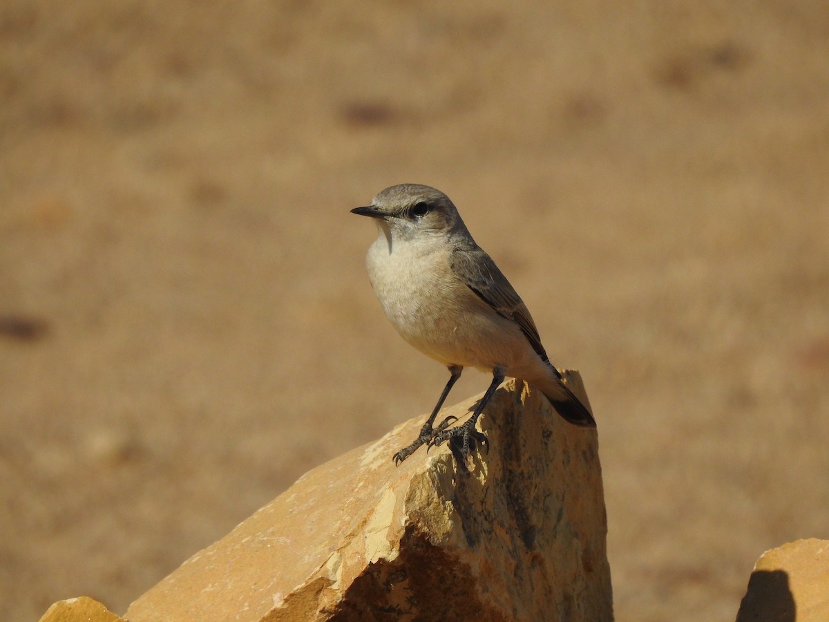 Persian Wheatear - Francis D'Souza