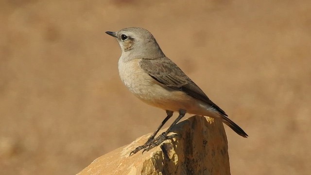 Persian Wheatear - ML617213175