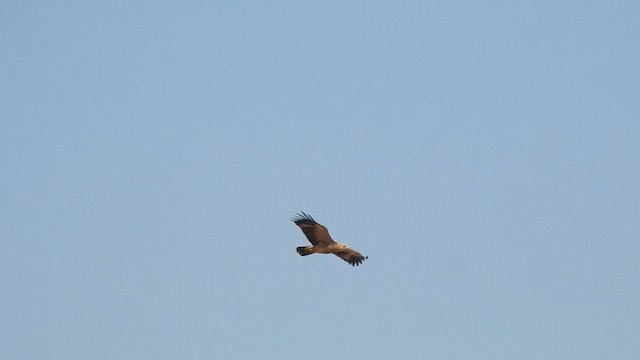 Tawny Eagle - ML617213181