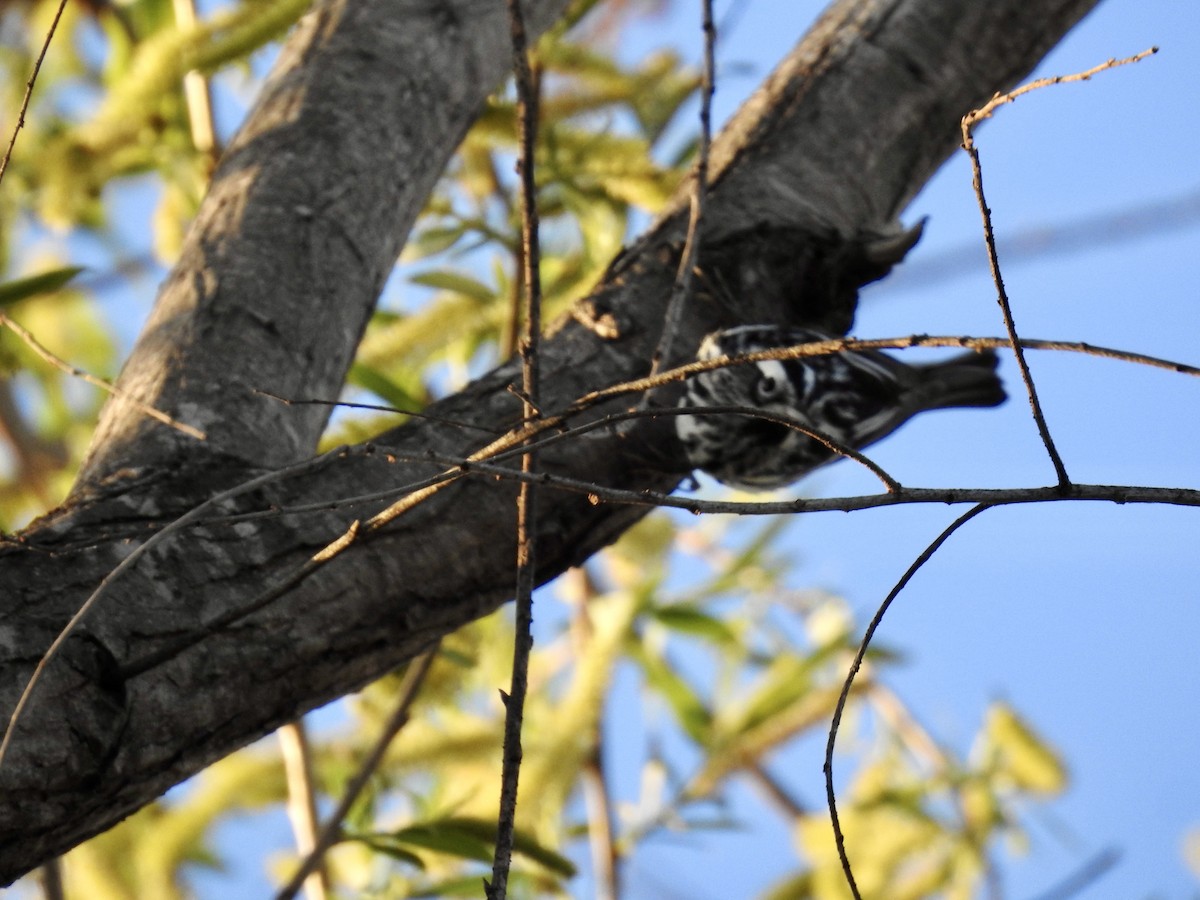 Black-and-white Warbler - Erin Holle